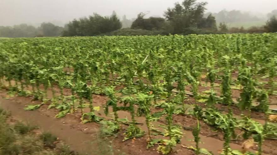 Las tormentas de granizo en el norte de Cáceres dañan la cosecha de tabaco