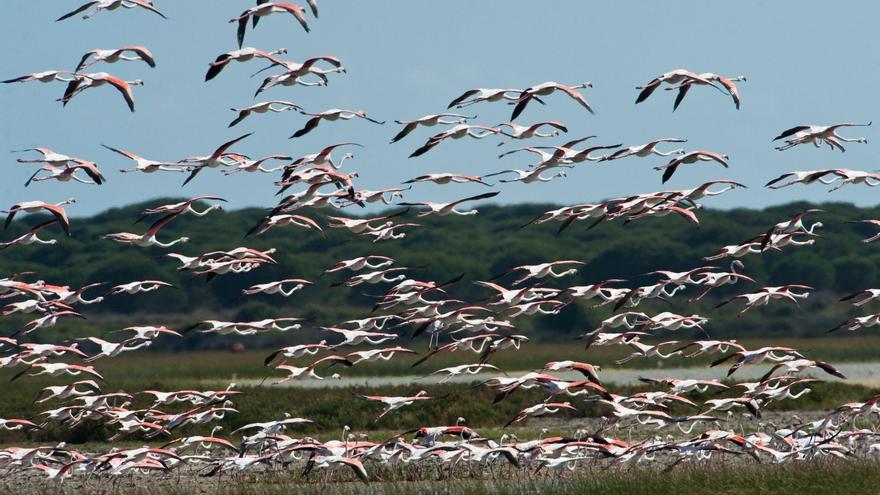 La depuradora clave para Doñana se atasca de nuevo en los trámites ambientales