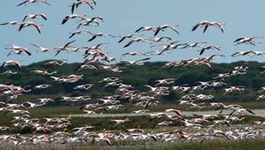 Aves en Doñana