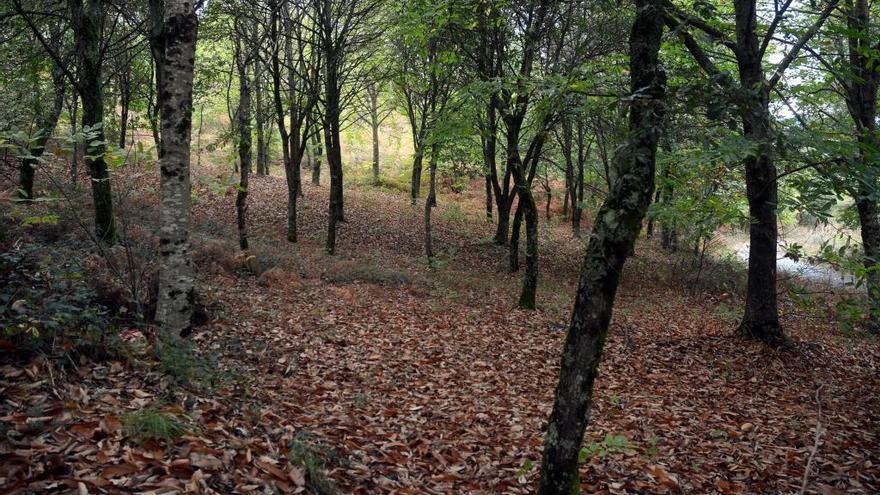 Comienzan los trabajos del parque forestal de A Tomba