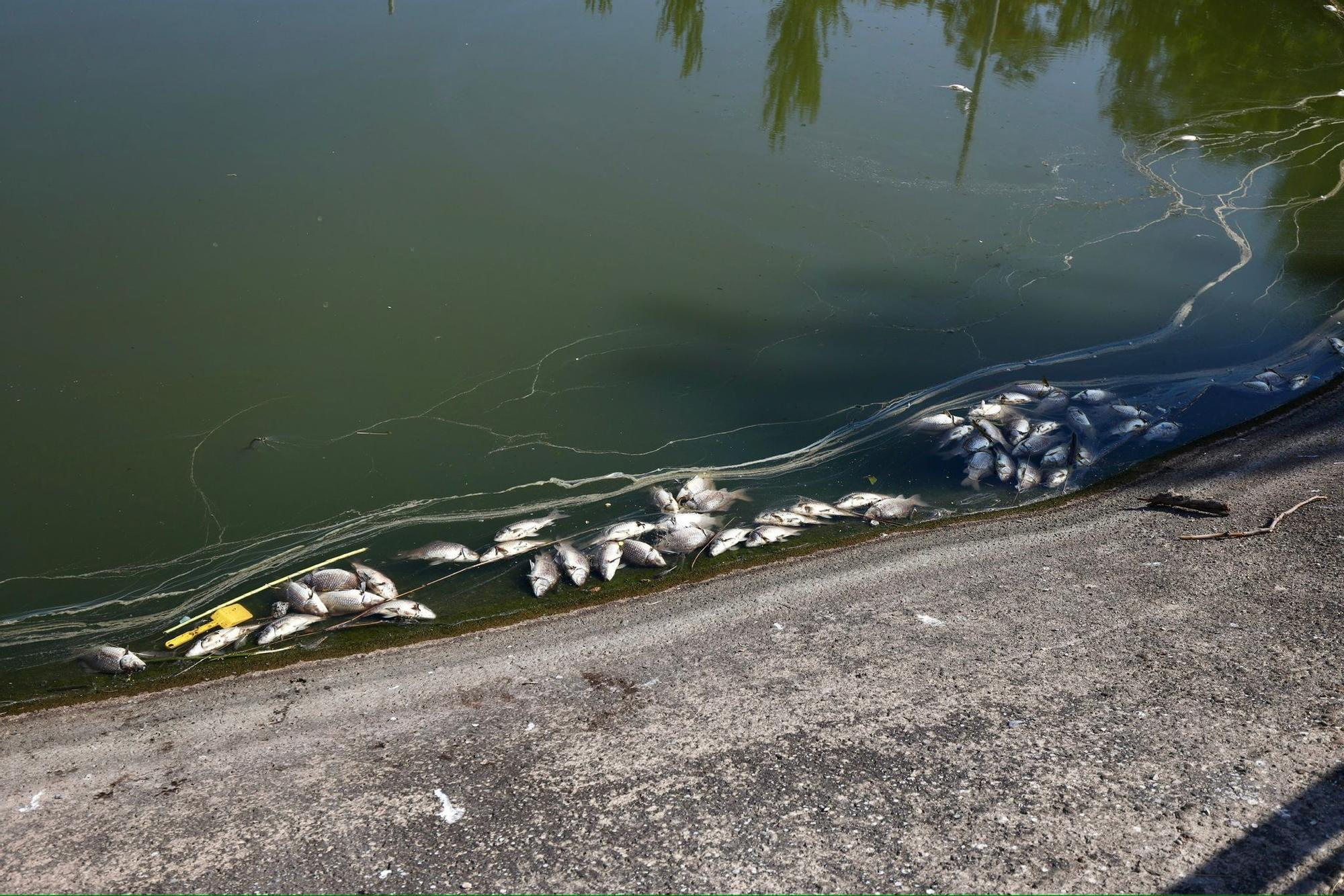 En imágenes | Los vecinos de Valdespartera alertan de la presencia de peces muertos en el lago Penélope Cruz