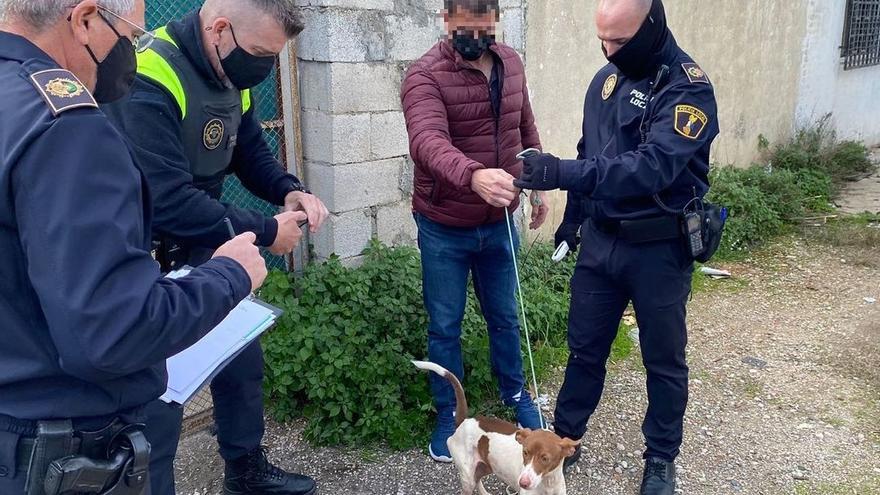 Así fue el rescate de los perros de la rehala ilegal de Xàtiva