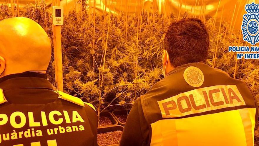 La Policía desmantela un cultivo con más de 2.400 plantas de marihuana