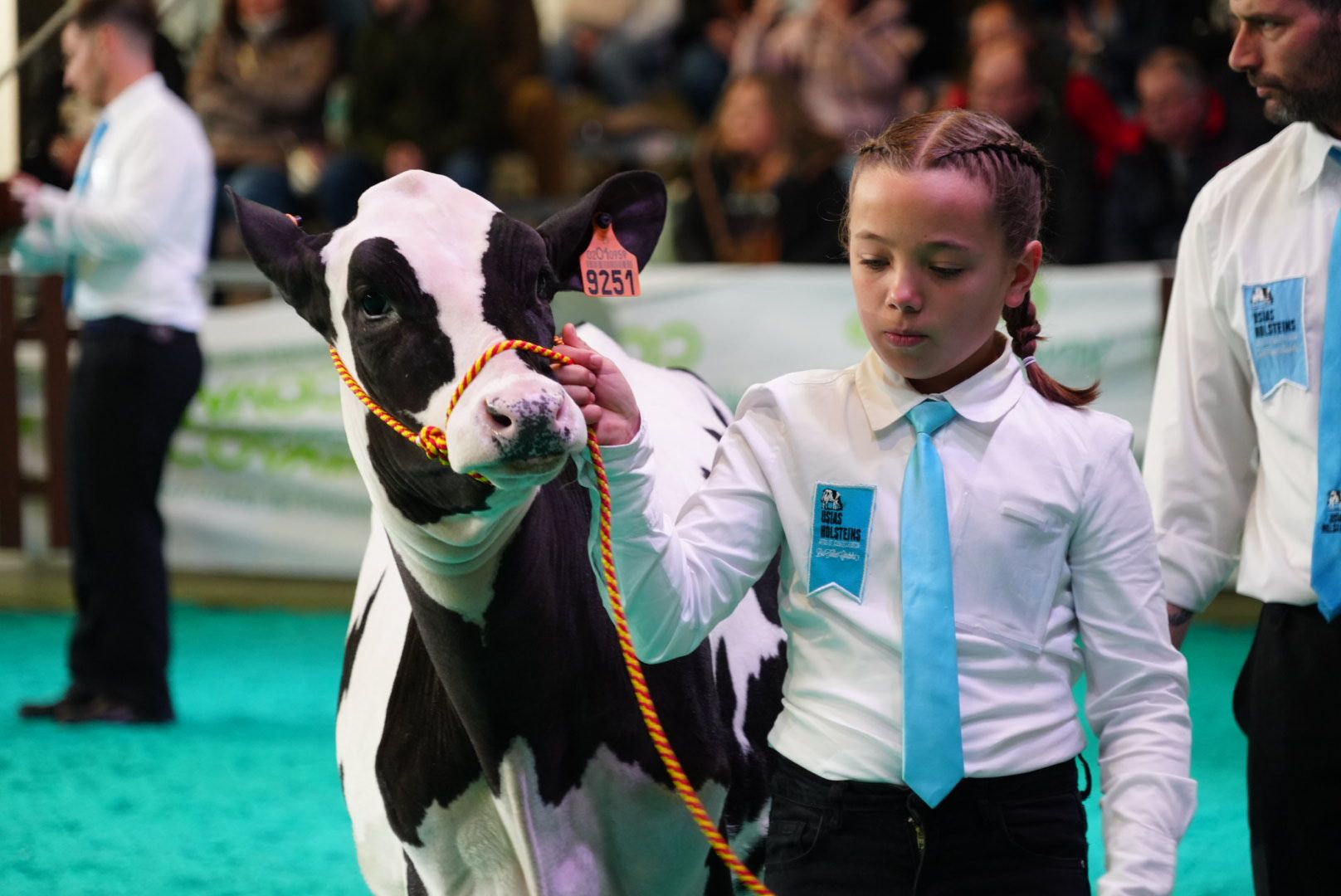 El Concurso Morfológico 'Usías Holstein' de Dos Torres, en imágenes