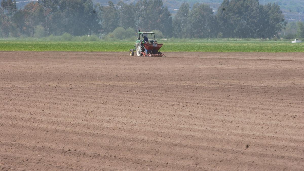 Campo de cultivo de patata en Xinzo de Limia