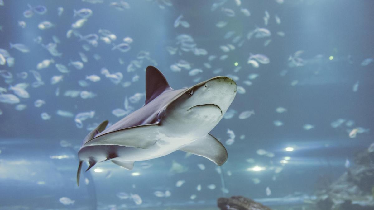 Archivo - El Atlantis Aquarium celebra el Día Internacional de los Tiburones con visitas guiadas gratuitas