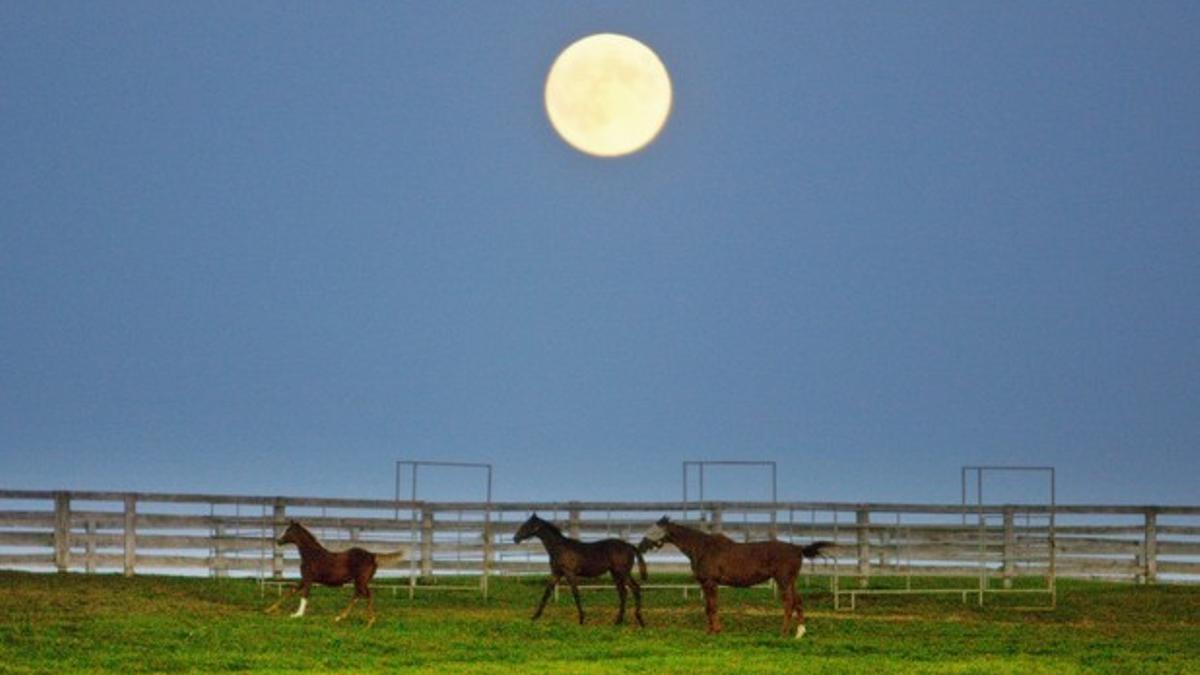 La superluna, sobre un prado en las afueras de Toronto (Canadá), esta madrugada.