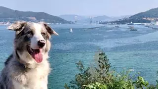 Estas son las mejores zonas de Vigo para pasear con tu perro disfrutando de la ciudad y la naturaleza