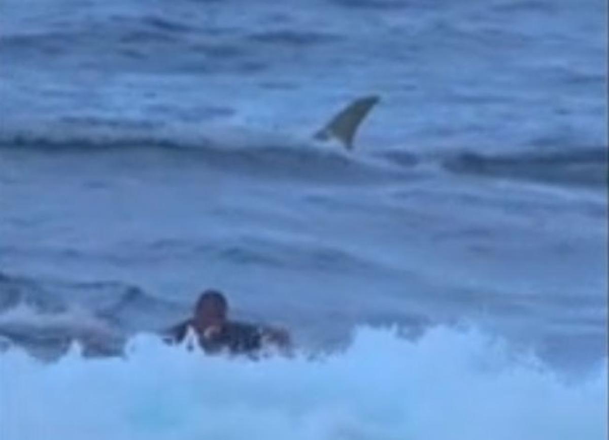 Un surfista se topa con un tiburón en aguas de Puerto Rico