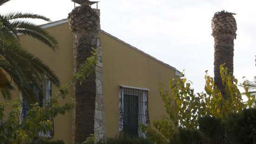 Dos palmeras muertas en una finca de Villafranqueza.
