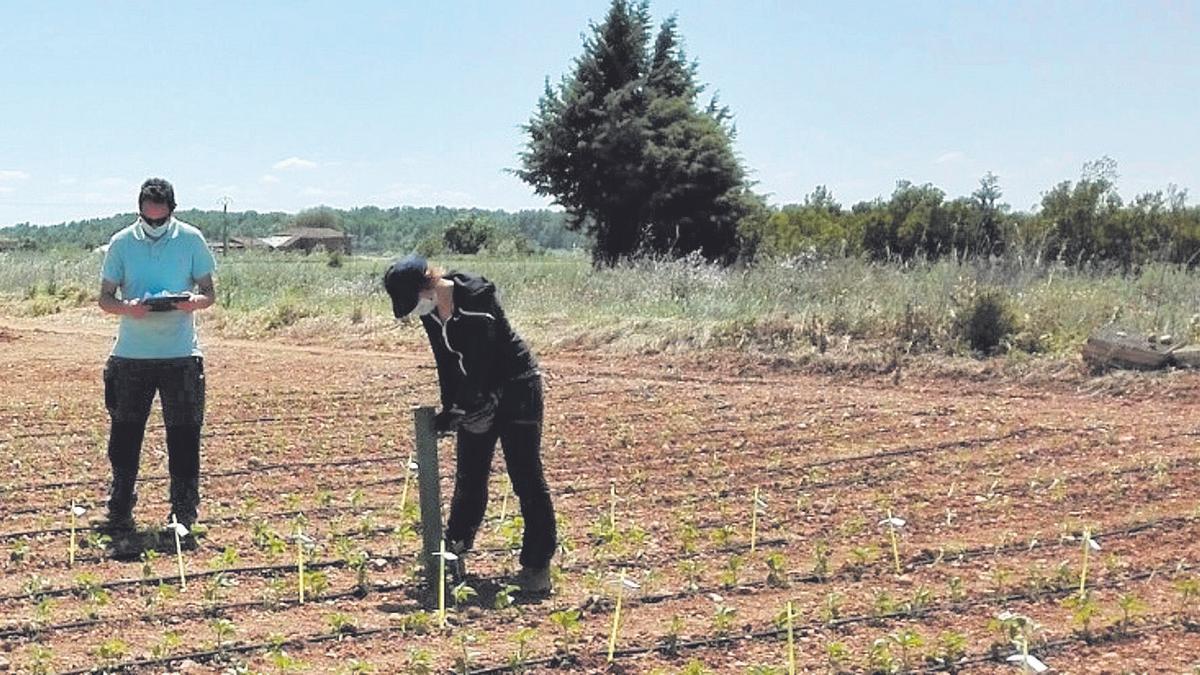 Uno de los campos de ensayo del Pimiento Fresno-Benavente donde se estuvo trabajando el pasado año.