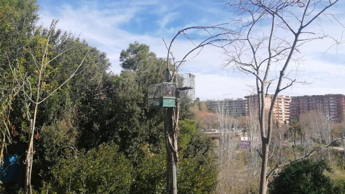 El cazador atrapado en L'Hospitalet de Llobregat ponía jaulas en los árboles de un parque para atraparles.