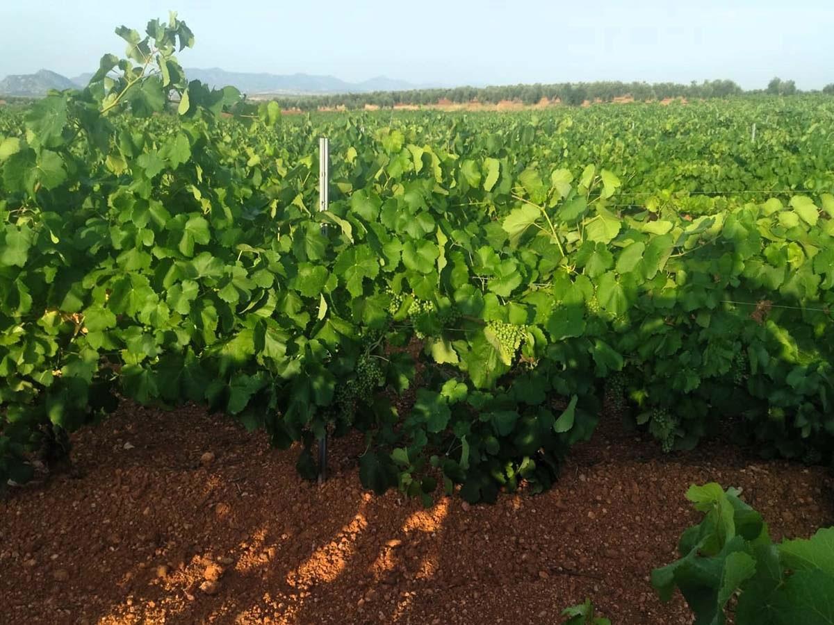 Plantación de uva de cava
