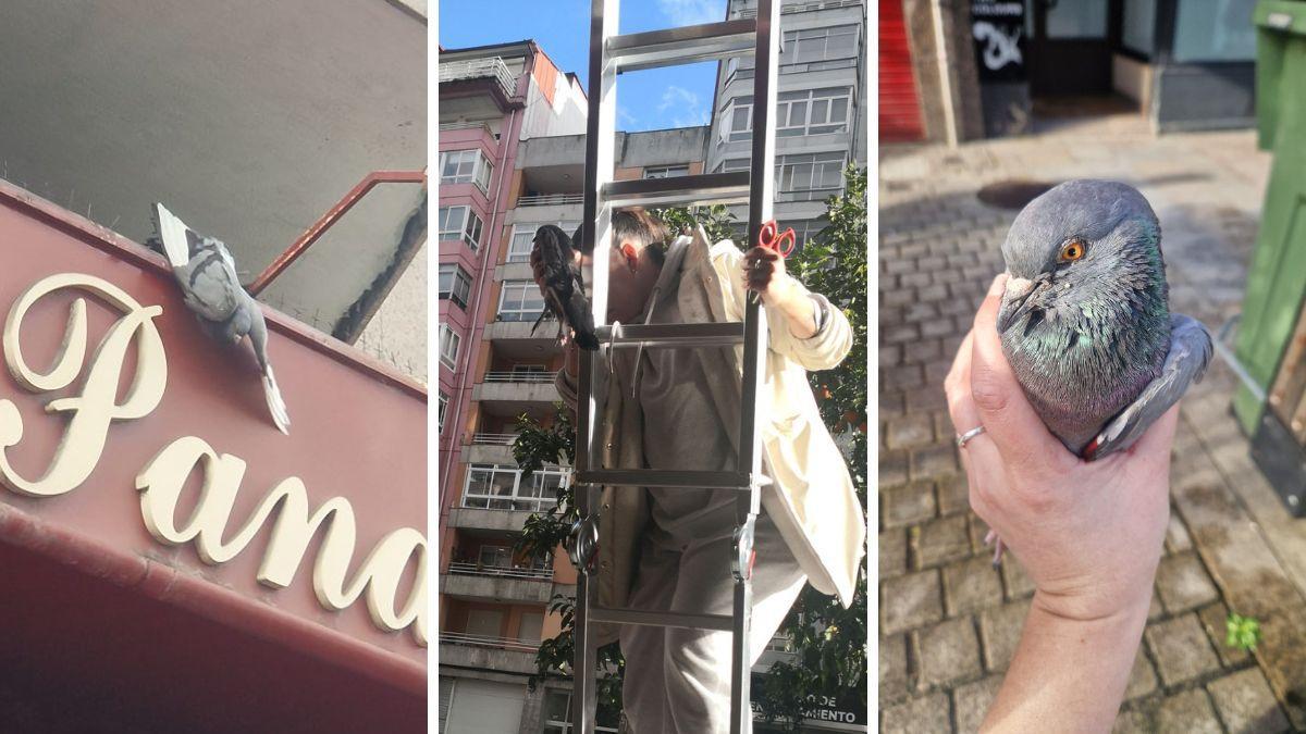 Secuencia de los vivido en la tarde de este pasado jueves por 'Travesía', la paloma que quedó atrapada en Vigo y que después sería rescatada.