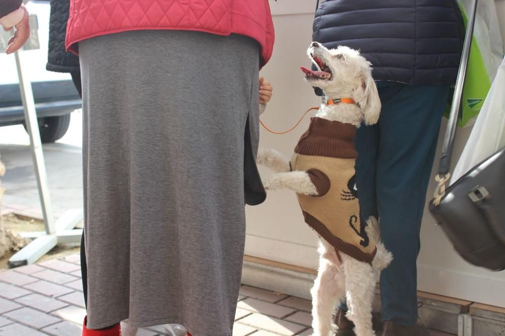 Bendición de los animales en la Ermita de San Antón