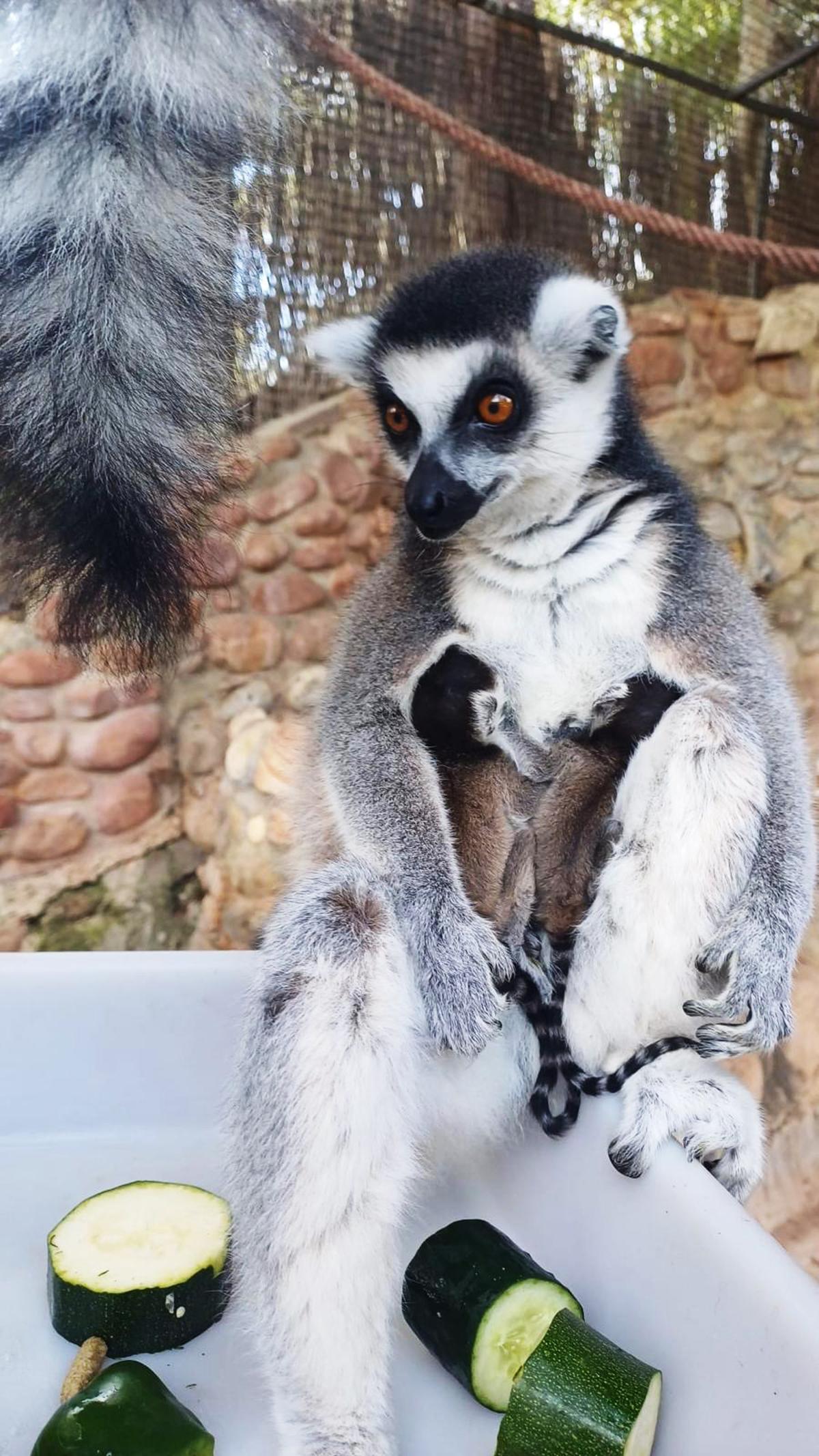 Bebé lemur catta