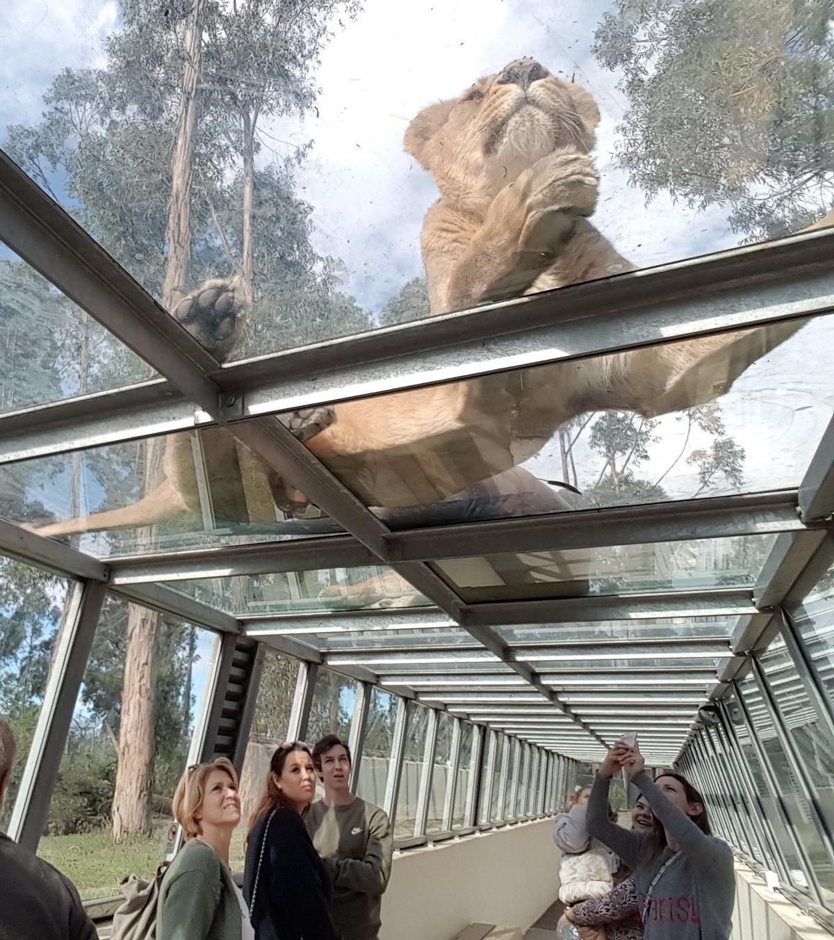 Visitantes al Zoo de Santo Inácio pasando por el recinto de los leones.