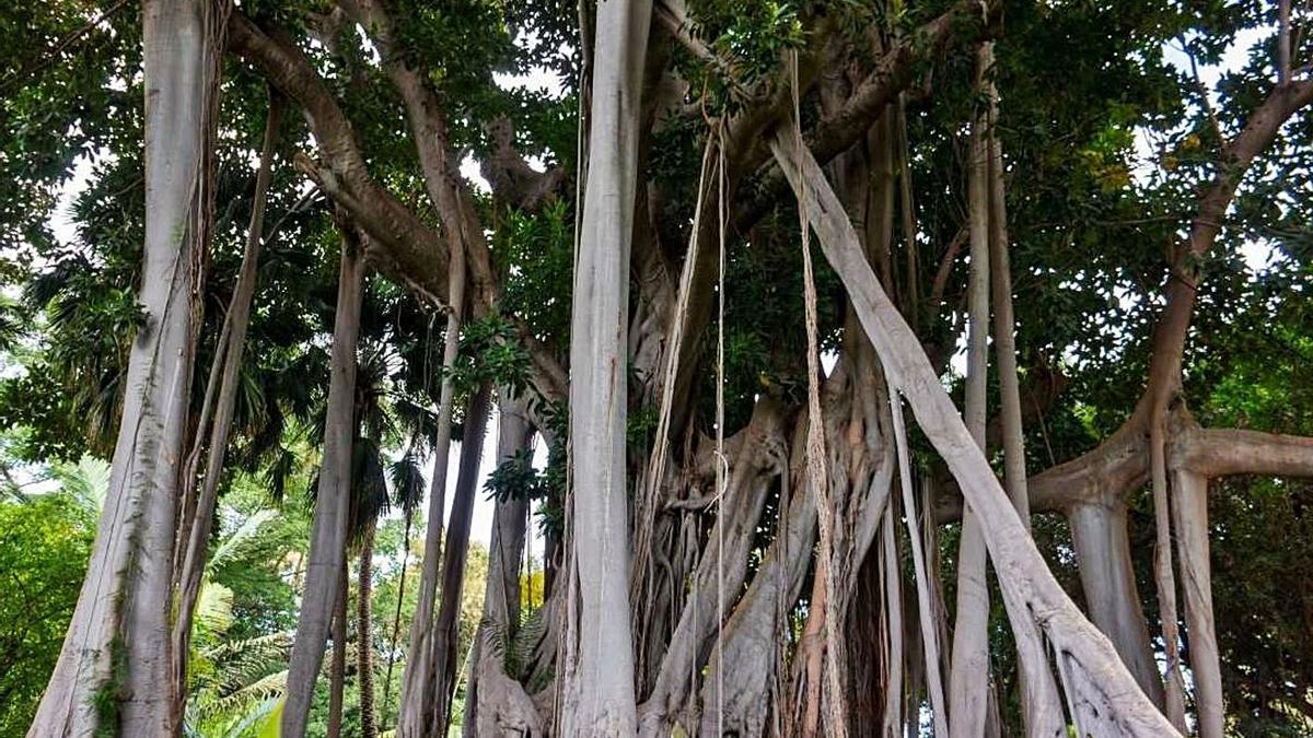 Un laurel de indias en Santa Cruz de Tenerife.