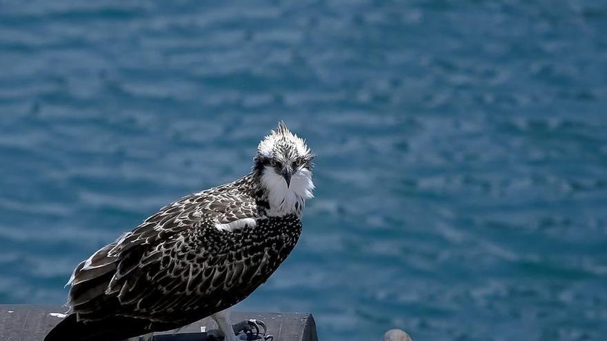 Ejemplar de águila pescadora en la base de Portopí.