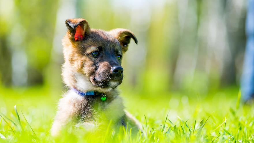 Abogados informarán gratis sobre casos de maltrato a animales