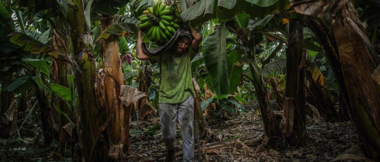 Un trabajador carga una piña de plátanos.
