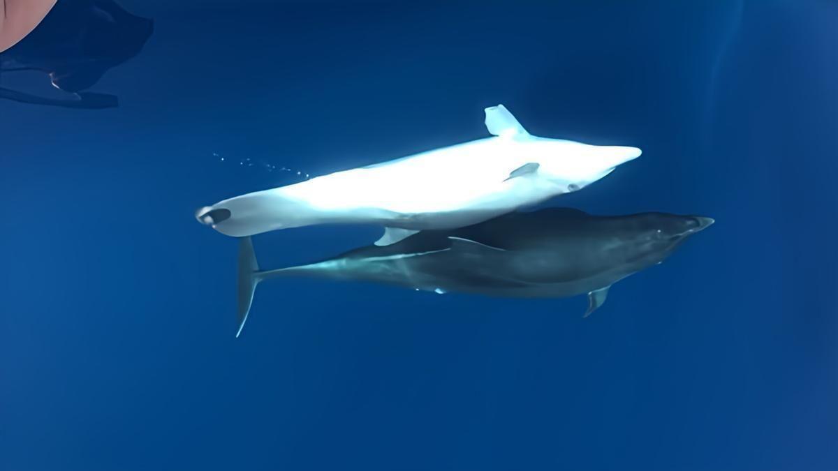 El delfín objeto del estudio, nadando en el mar Mediterráneo.