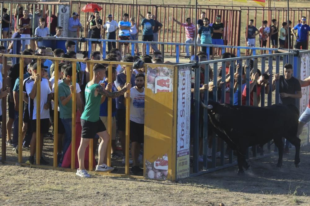 Encierro urbano en Moraleja del Vino