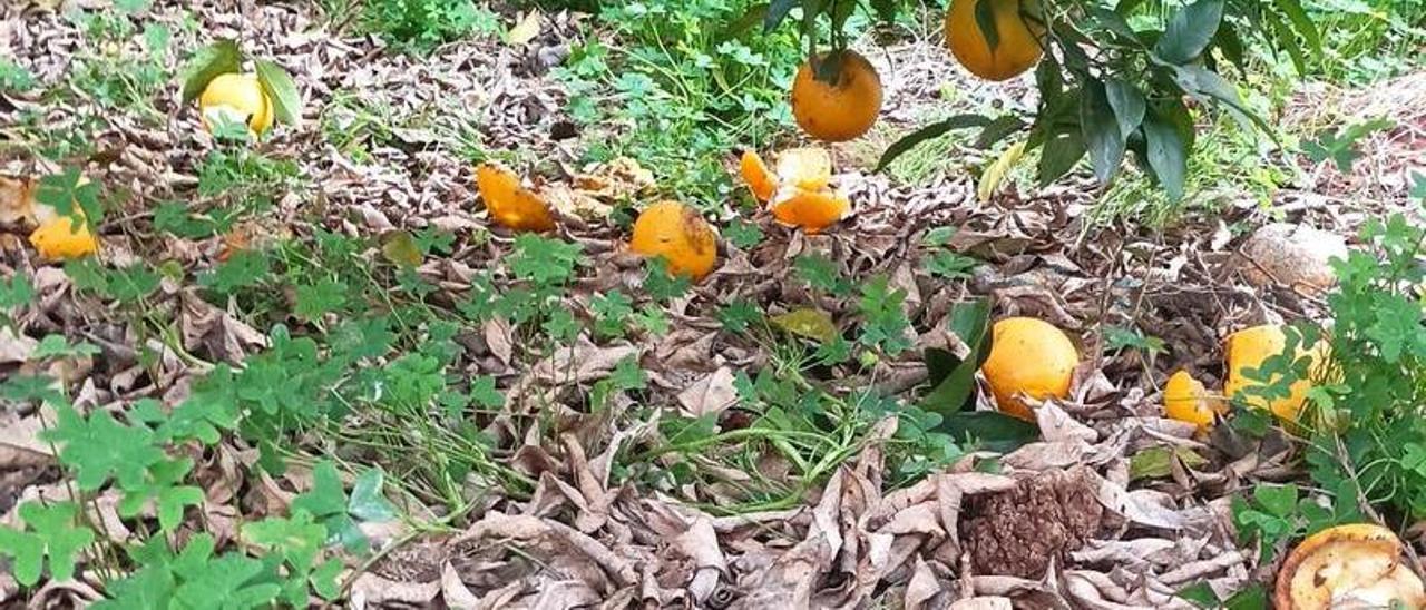 Un árbol con restos de navelinas devoradas por los jabalíes en el suelo en un campo de Sumacàrcer.