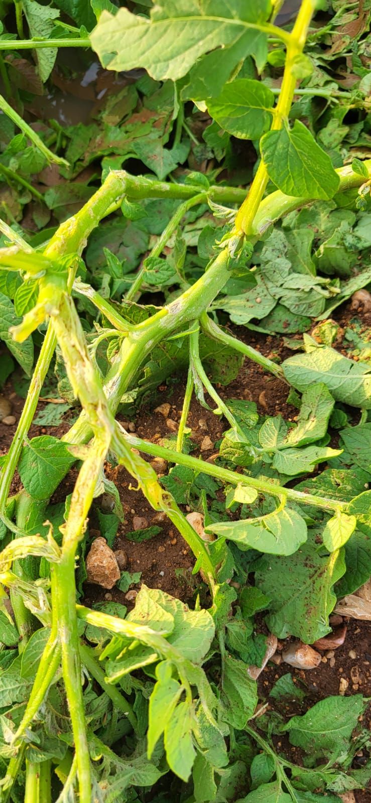 Una granizada destroza el cultivo de la patata en sa Pobla