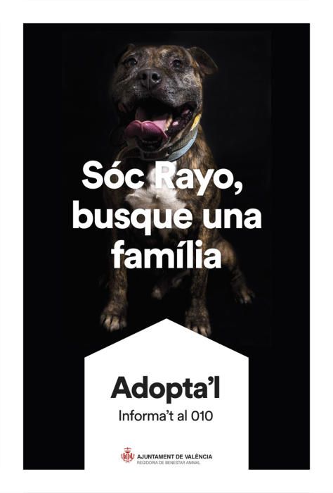 València pone cara y nombre a los perros de Benimàmet que buscan familia de adopción