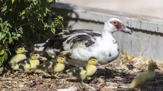 La superpoblación de patos en la Universidad de Alicante crece en 21 ejemplares
