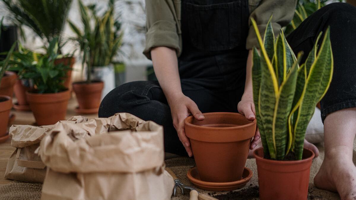 Trucos para cuidar tus plantas con vinagre, un remedio natural y ecológico