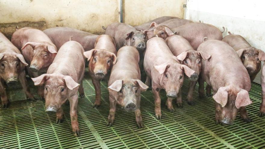 Temor al cierre de granjas de cerdo en Murcia si no hay una reducción de las emisiones y un mayor control de los purines