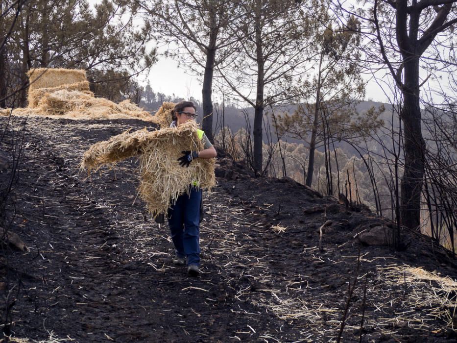 Incendios en Galicia | Paja para recuperar los mon