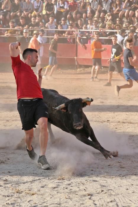 Les vaquetes de Santpedor en imatges