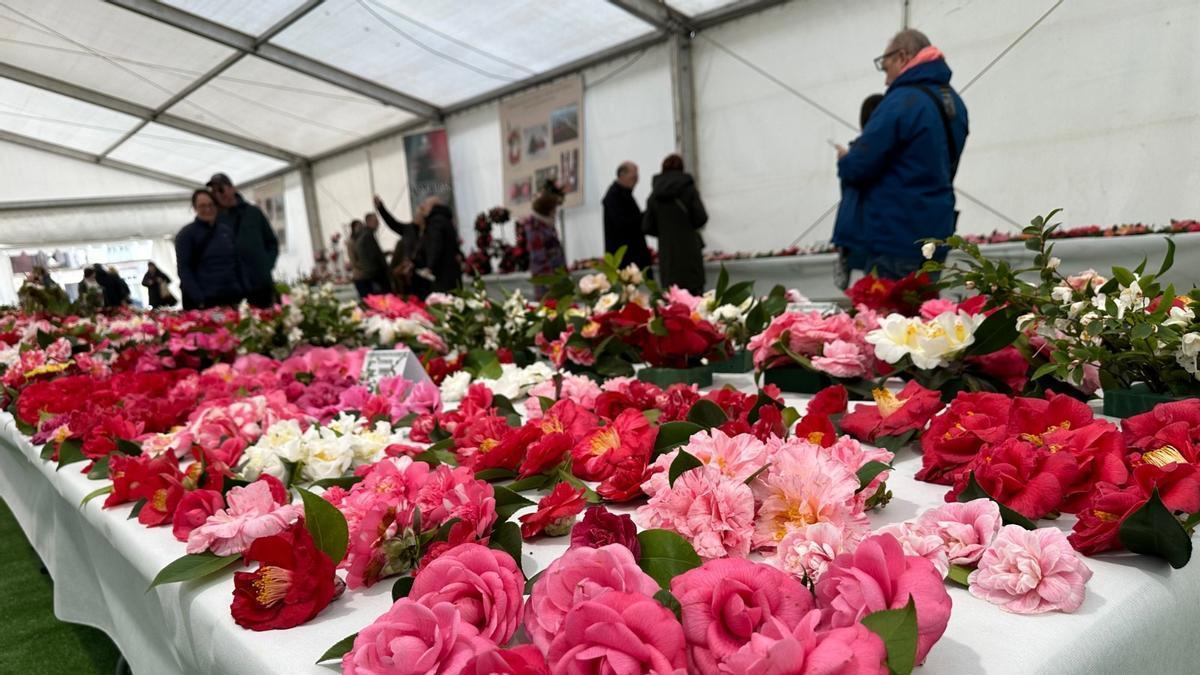 En imágenes: las camelias arrasan en Luarca