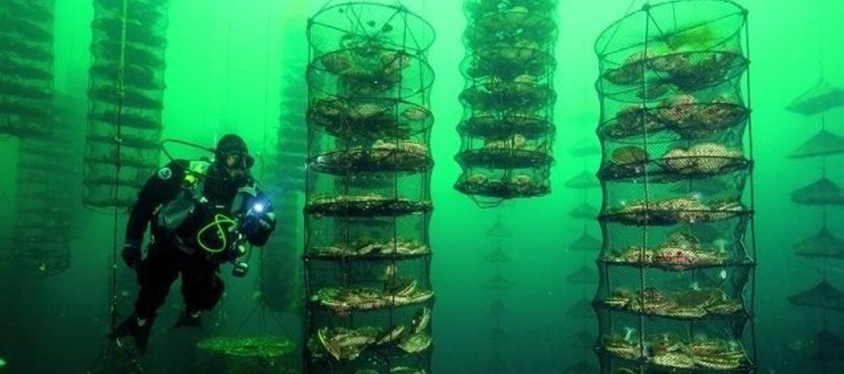 Los investigadores plantean coloca las ostras colocadas bajo el mar con un sistema de suspensión.