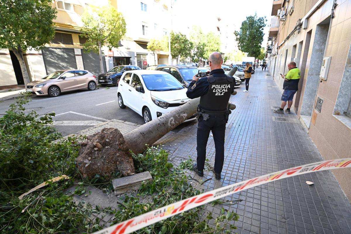 Decenas de incidencias en Elche por las fuertes rachas de viento