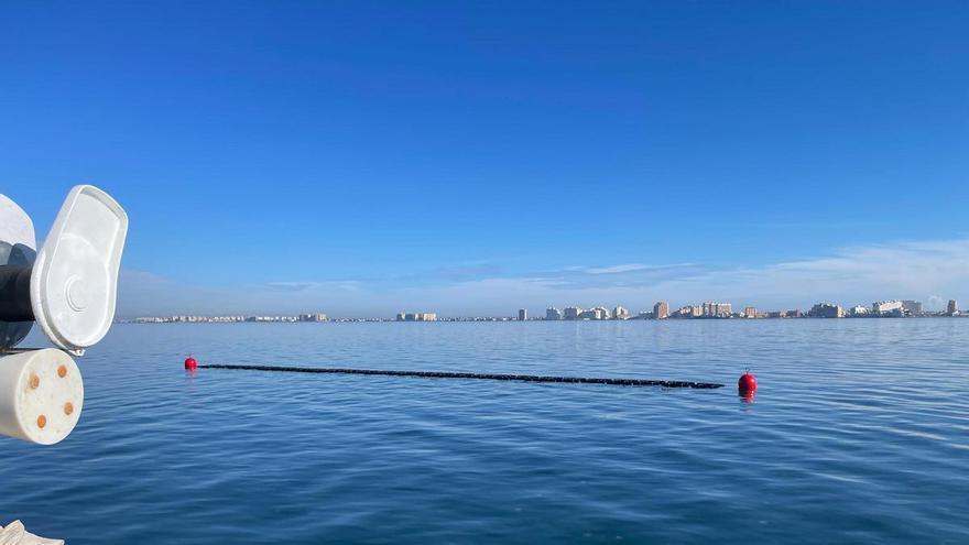 Robo en el Mar Menor: desaparece una línea científica con mil ostras clave para su recuperación
