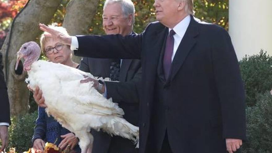 Donald Trump indulta el gall dindi Peas pel Dia d&#039;Acció de Gràcies