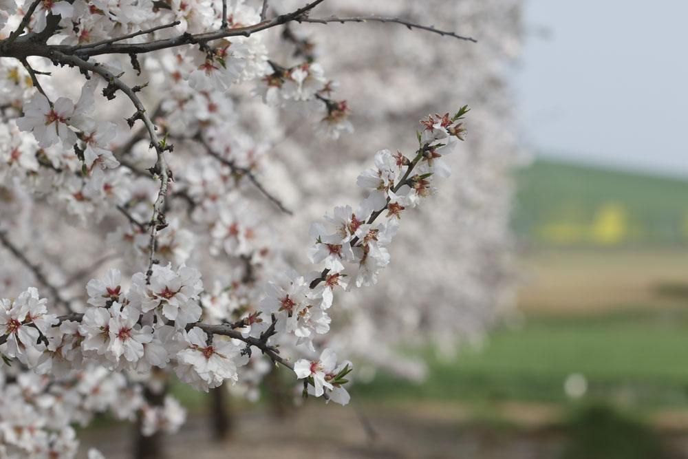 Almendros en flor, un espectáculo de la naturaleza