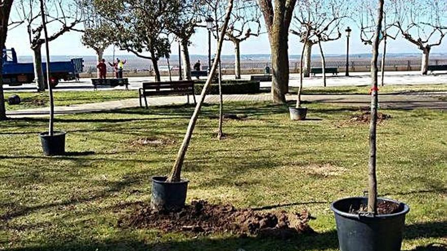 Plantaciones de árboles en los jardines de la Mota.