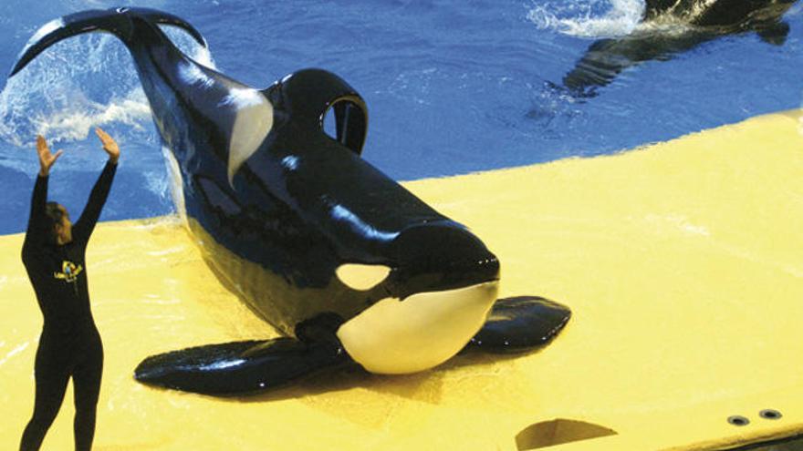 Loro Parque acoge el primer test de personalidad que se realiza en orcas