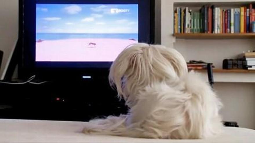 Dog Tv, cuando los perros se convierten en público