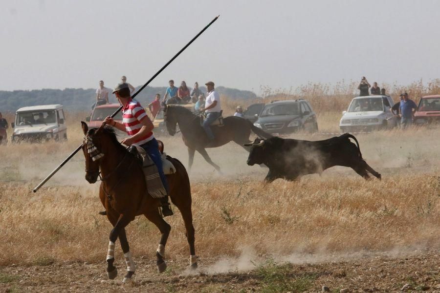 Fiestas en Zamora: Encierro en Villalpando