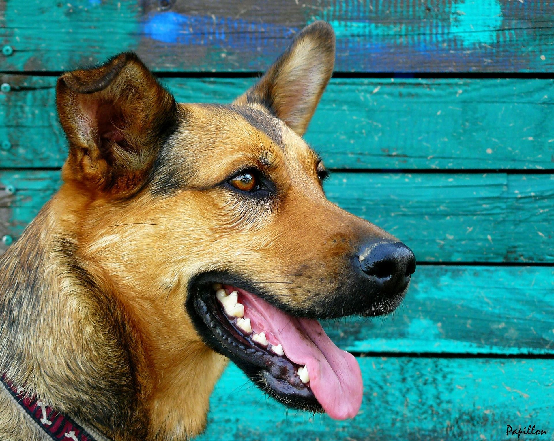 Cepillar los dientes es una buena forma para quitar el mal aliento a los perros.