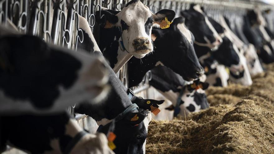 El &#039;covid de las vacas&#039; en Andalucía: qué efectos tiene en los humanos y la carne