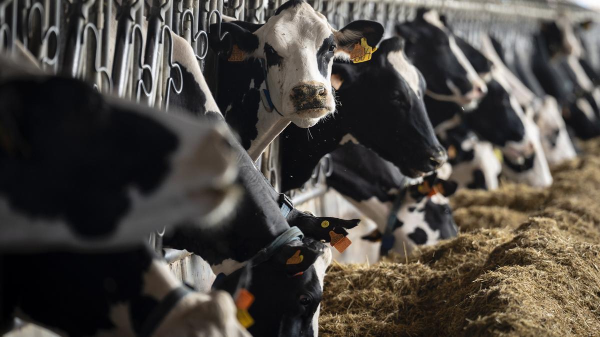 El 'covid de las vacas' en Andalucía.