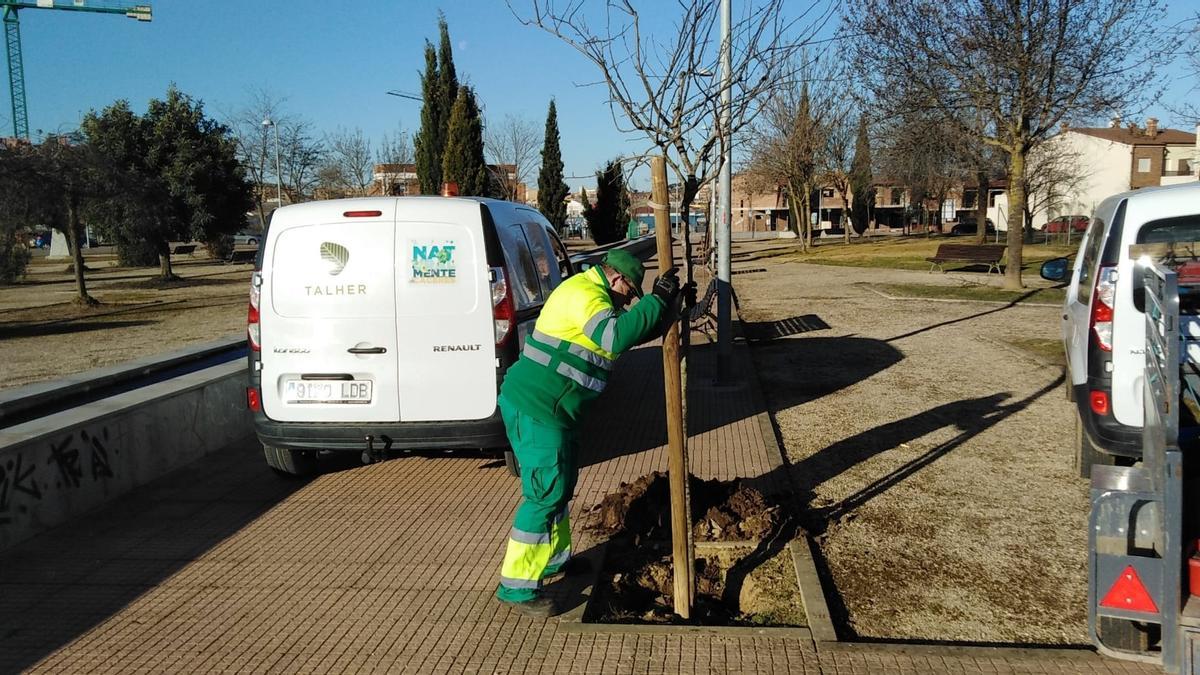 Un funcionario de la concesionaria de Parques y Jardines repone un alcorque.