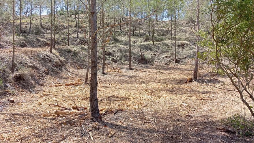 Vallada limpia seis hectáreas forestales en la zona dels Clots